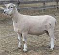 Sheep Trax Karter 397K
